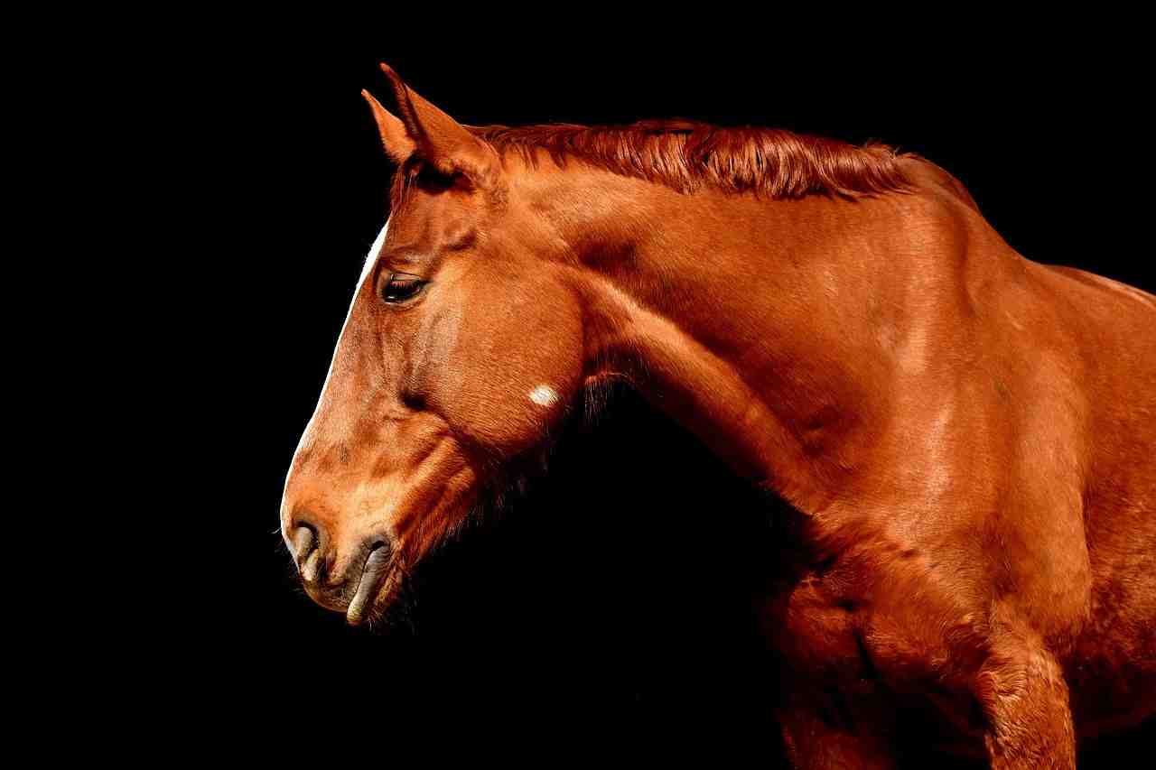 cheval, brun, portrait