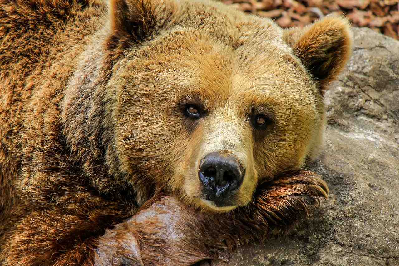 ours, grizzly bear, ours brun